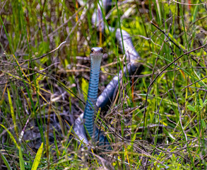 Garden Snake Looking Straight