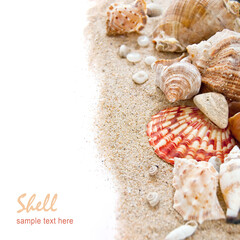 Seashells with sand as a background. Collection of seashells. The exotic sea shell. Treasure from the sea