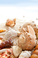 Seashells on a beach as a background. Collection of seashells. The exotic sea shell. Treasure from the sea