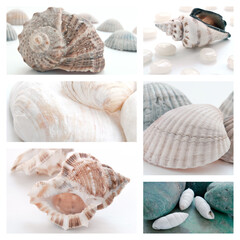 Collage of summer seashells. Collection of seashells. The exotic sea shell. Treasure from the sea