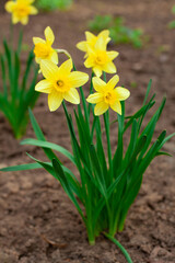 Yellow daffodil flower growing outdoors in the ground 