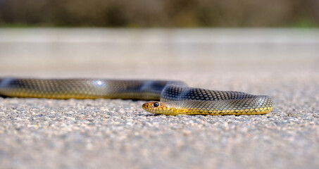 Eastern brown snake macro portrait posing on road. Poisonous animal lying on road. brown adder...
