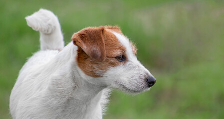 Jack Russell Terrier on a green blurred background