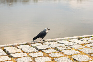 wrona