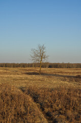 Elk Island National Park on an Early Spring Evening