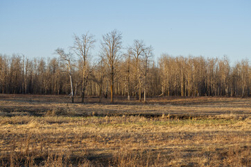 Elk Island National Park on an Early Spring Evening