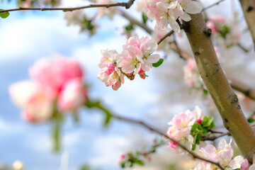 Fototapeta na wymiar Cherry tree pink blossoms close up. Blooming sakura tree. Spring floral background. Copy space. Panoramic image