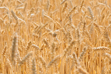 Ripe large golden ears of wheat against the yellow background of the field. Close-up, nature. The idea of a rich summer harvest, farming, agricultural industry for food. Spot focus on spikelet
