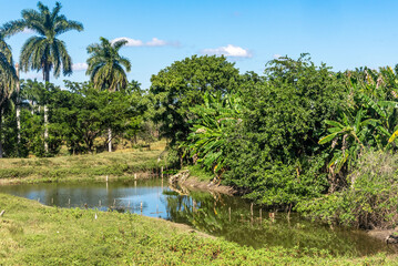 Fototapeta na wymiar Cuba tropical landscape with lush vegetation