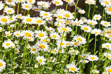 Summer background - meadow with camomiles. Many white flowers. Selective focus.