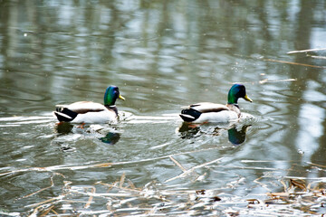 kaczka © Krzysztof  Jaworski