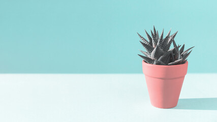 One cactus succulent in a clay pot on sunlit blue background with sun shadow. Environment friendly summer or spring time minimal design concept banner with copy space