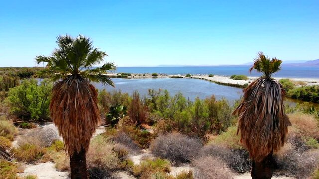 Salton Sea pull back from salt lake and brackish pond with 4k aerial drone  to fly through and between two dead palm trees in California desert