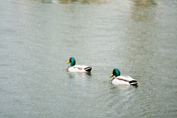 kaczka © Krzysztof  Jaworski