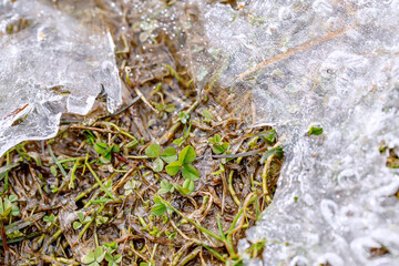 Green grass and dry foliage under thin spring ice. The texture is beautiful natural. 