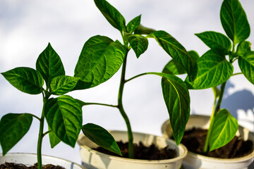 Bitcoin against the background of yellow peas, buying food with bitcoins.