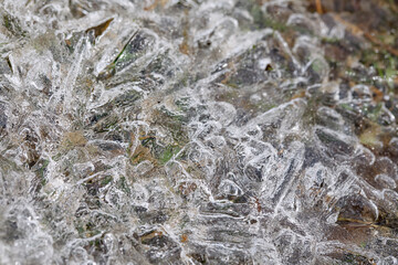 Green grass and dry foliage under thin spring ice. The texture is beautiful natural. 