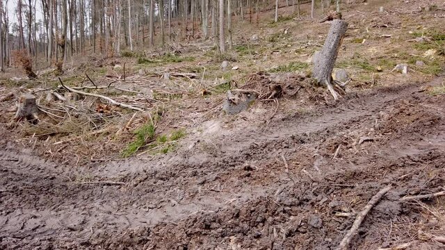 Waldweg nach Holzernte im Wirtschaftswald, Bodenverdichtung, Erosion, Abholzung, Waldumbau, Klimaver&auml;nderung, Gimbal, Schwenk