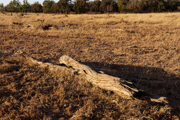 Dry paddocks in cattle country in Central Queensland, Australia, when there has been a lack of seasonal rain.