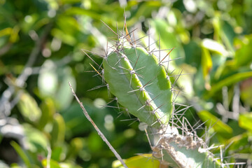 Flores de campo na estação de inverno e primavera.