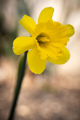 Yellow daffodil 