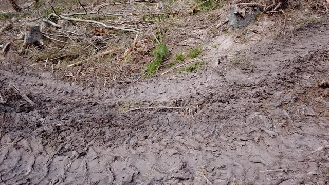 Waldweg nach Holzernte im Wirtschaftswald, Bodenverdichtung, Erosion, Abholzung, Waldumbau, Klimaver&auml;nderung, Gimbal, Schwenk