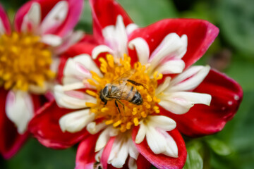 Flores de campo na estação de inverno e primavera.