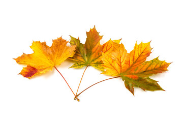 Autumn maple leaf close-up on white background. rich color background