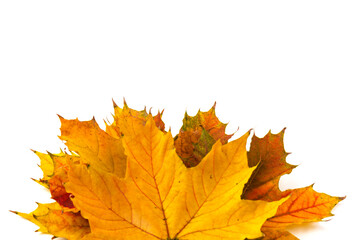 Autumn maple leaf close-up on white background. rich color background