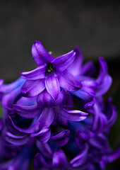 Macro of Common Hyacinth
