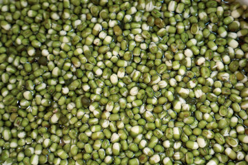 Making sprouted beans, soaked in water mung beans                   
