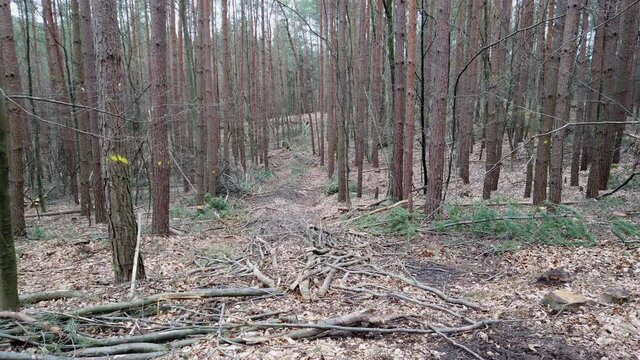 R&uuml;ckegasse im Wirtschaftswald nach Baumf&auml;llung mit Harvester, R&uuml;ckeweg, Holzernte, Forstwirtschaft, Waldumbau
