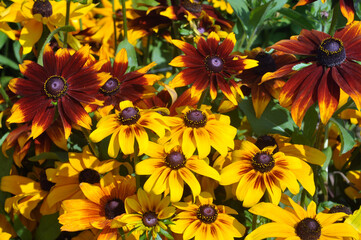 yellow Rudbeckia flowers background