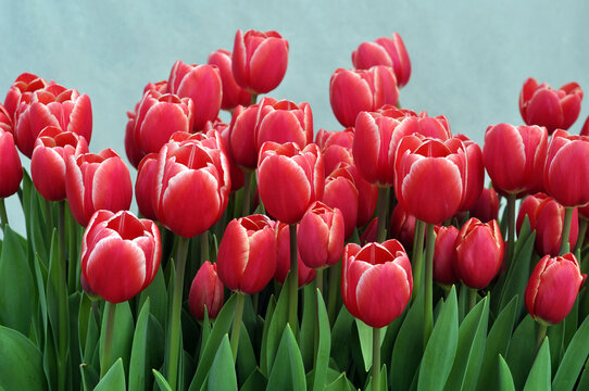 Red with thin white stripes on the upper edge of the petals of the tulip flowers of the Kung Fu variety