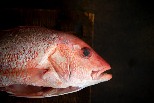 Orange Snapper Head 