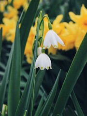 white narcissus flower