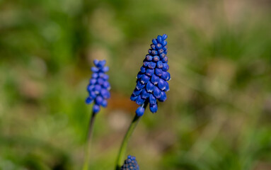 Close and selective focus on a bluebell growing among the weeds in an English country garden with intenetional shallow depth of field and bokeh