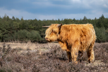 Beautiful Highland Cows cattle (Bos taurus taurus) grazing in field. Veluwe in the Netherlands. Scottish highlanders in a natural  landscape. A long haired type of domesticated cattle.