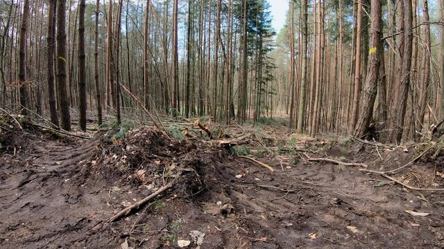 R&uuml;ckegasse im Wirtschaftswald nach Baumf&auml;llung mit Harvester, R&uuml;ckeweg, Holzernte, Forstwirtschaft, Waldumbau
