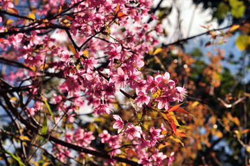Pink flowers of sakura or cherry tree in the blue sky background