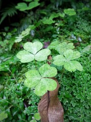 Shamrock