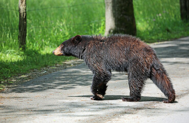 Fototapeta premium Black bear crossing the road , Tennessee