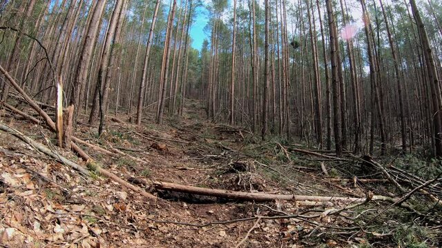 R&uuml;ckegasse im Wirtschaftswald nach Baumf&auml;llung mit Harvester, R&uuml;ckeweg, Holzernte, Forstwirtschaft, Waldumbau
