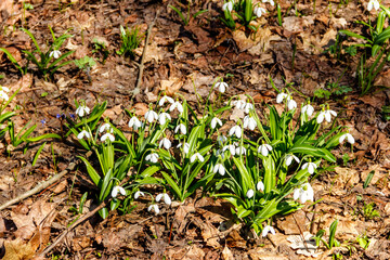 White snowdrop flowers (Galanthus nivalis) in a spring forest