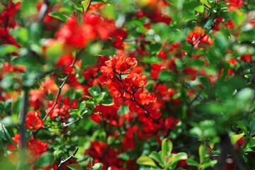 A large bush blooming red Chaenomeles japonica in the botanical garden.