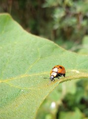 ladybug on leaf
