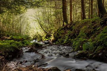 Obraz premium river in the forest