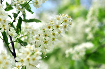 blossoming tree