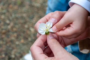 Child's hand holding a flower of cherry blossom. Mother’s hands holding white spring flower. Love and care concept. Flower in the hand of a small child