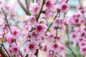 Blooming Cherry Blossoms. Blooming flower buds. Beautiful nature scene with blooming tree. Spring background with pink blossom